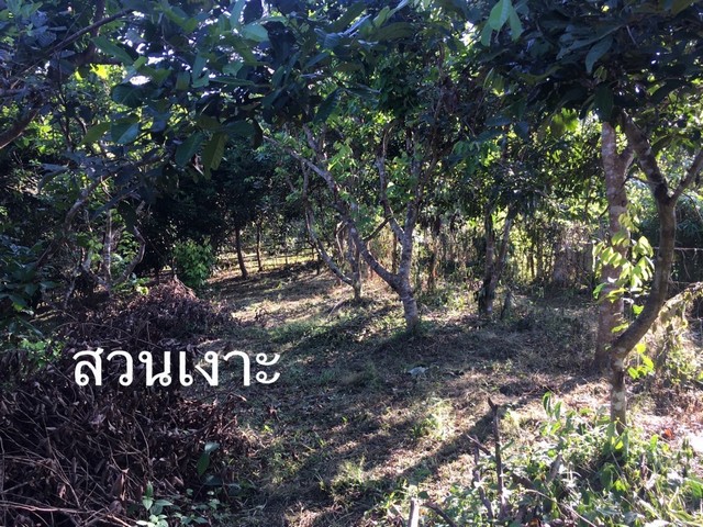 ขายที่ดิน สวนผลไม้ เนื้อที่2ไร่ อยู่หลังตลาด ทุ่งช้าง ห่าง ตลาด7เมตร
