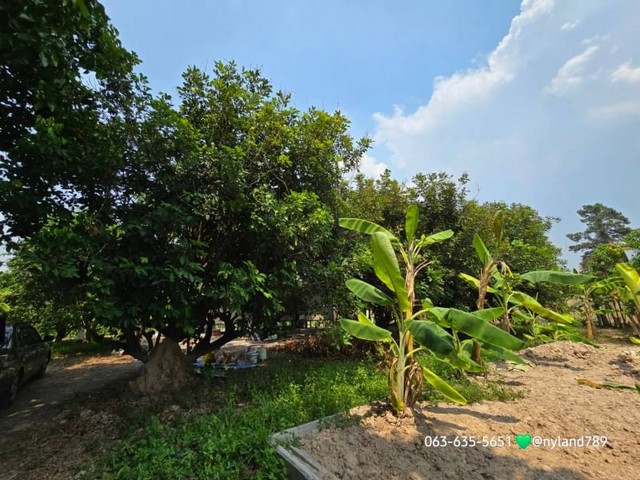 ขายบ้านสวนผลไม้ริมคลอง ฮวงจุ้ยท้องมังกร ต.ป่าขะ อ.บ้านนา จ.นครนายก โฉนดครุฑแดงพร้อมโอน