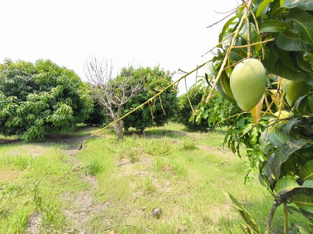 ขายที่ดินพร้อมสวน 4-1-97 ไร่ ใกล้วัดหนองบอน อ.วังทอง จ.พิษณุโลก