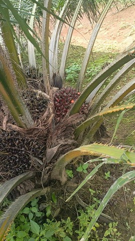 ขายที่ดินพร้อมสวนปาล์ม 1,200 ต้น จำนวน 70 ไร่ อำเภอหล่มเก่า จังหวัดเพชรบูรณ์