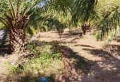 ขายที่ดินพร้อมสวนปาล์ม 1,200 ต้น จำนวน 70 ไร่ อำเภอหล่มเก่า จังหวัดเพชรบูรณ์