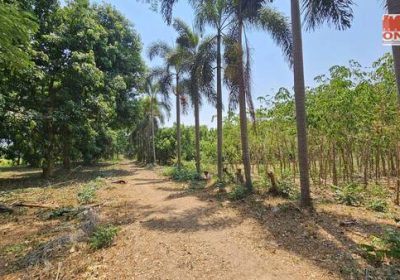 ขายที่ดิน 4-1-44 ไร่ อำเภอเมือง กาญจนบุรี สวนมะยงชิด สวนเบญจพรรณ ต้นโตสามารถเก็บขายได้เลย มีคนสวนดูแลตลอด รับช่วงต่อได้เลย