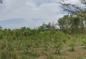 ขายที่ดินถมแล้ว พร้อมสวนมะนาว อ.หนองหญ้าปล้อง จ.เพชรบุรี 83-1-88.30 ไร่ (50,082,450 บาท)